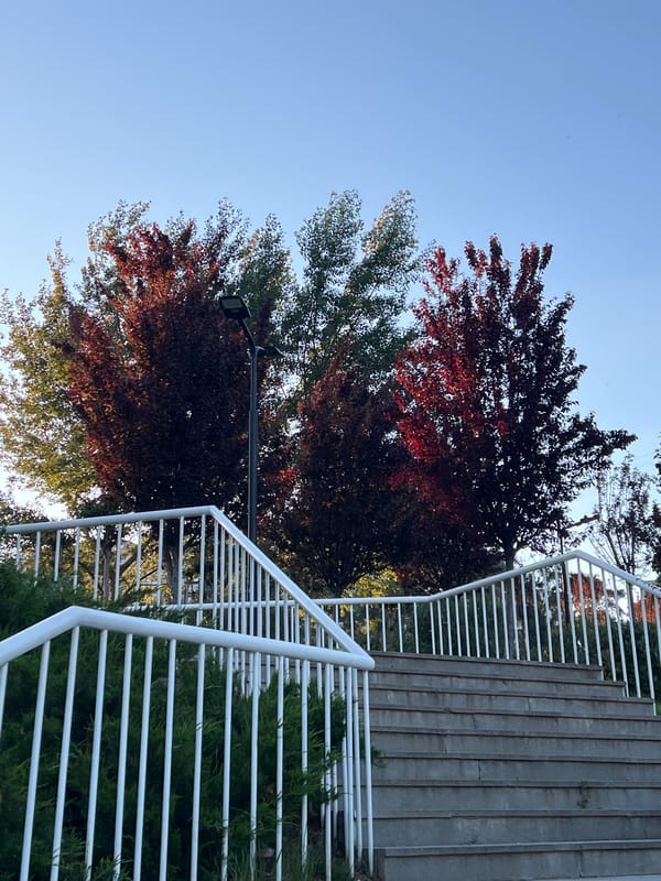 Ordinary park scenes documented across Tbilisi in afternoon
