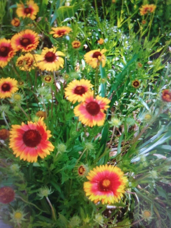 Garden flowers and fresh syrniki on a quiet morning