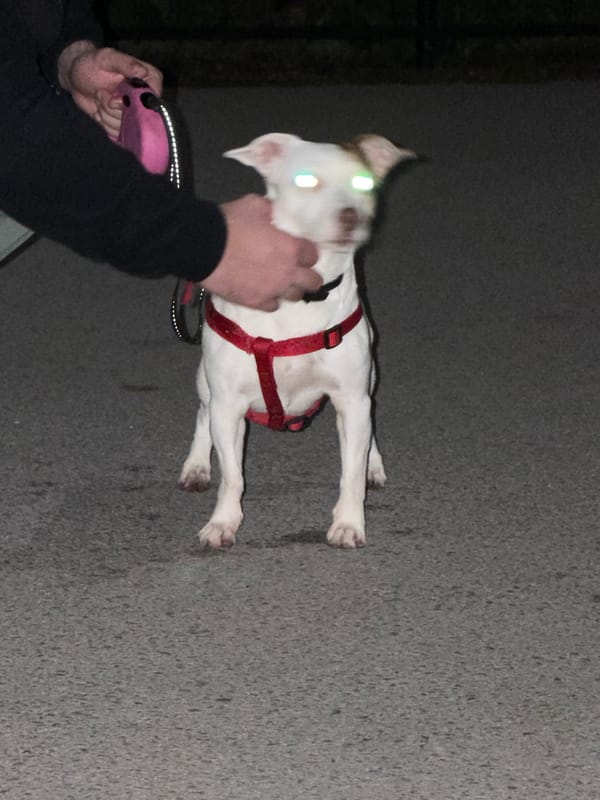Dog in red harness spotted in Sofia evening scene