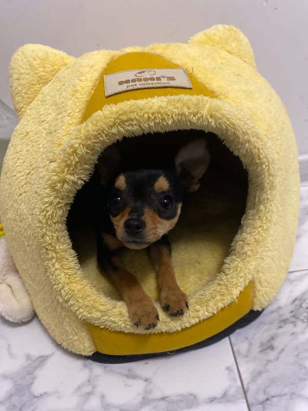 Small puppy photographed in cozy moments in Asenovgrad home