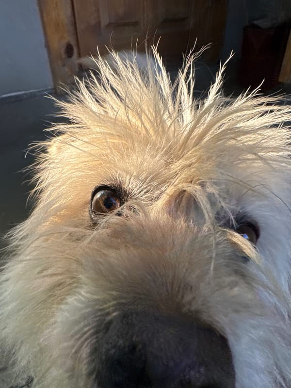 Scruffy chained dog photographed extensively in Navahrudak backyard