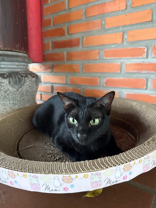 Black cat rests in decorated scratcher in Mũi Né