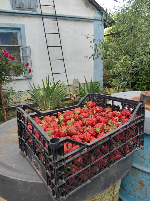 Rural Ukraine woman documents village life, flowers, strawberries