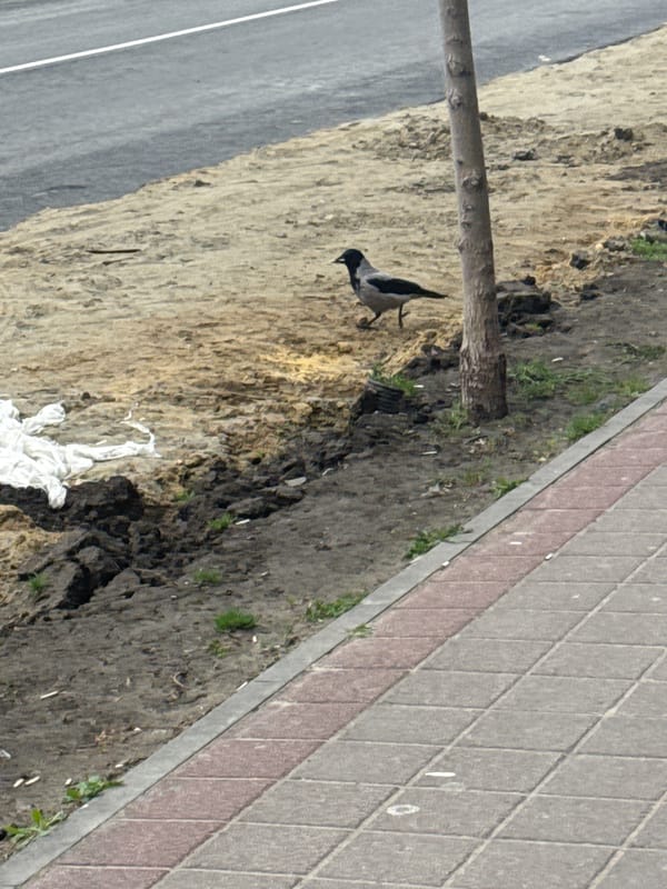 Urban wildlife spotted in multiple Anapa locations