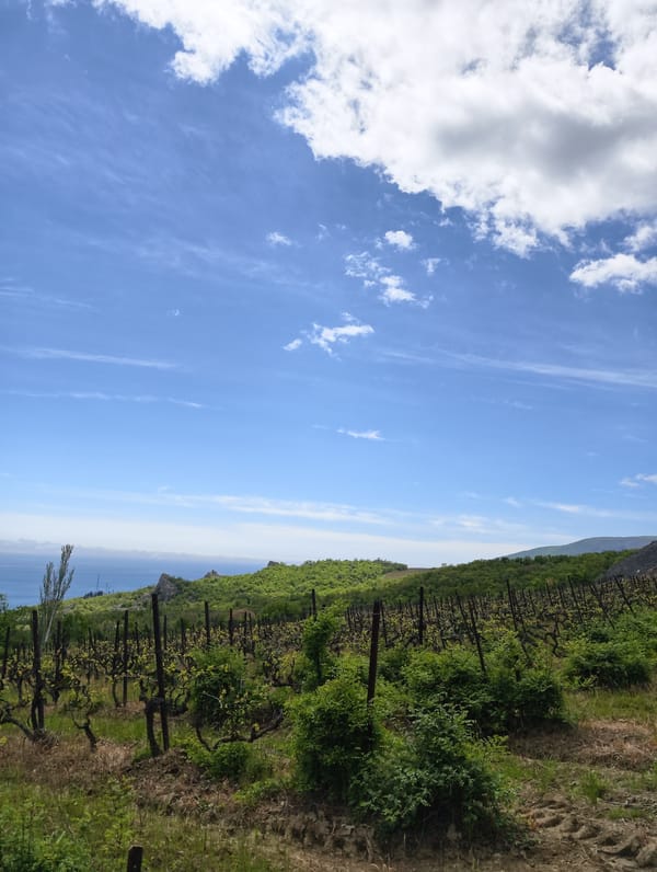 Vineyard with young grapevines observed in dry conditions