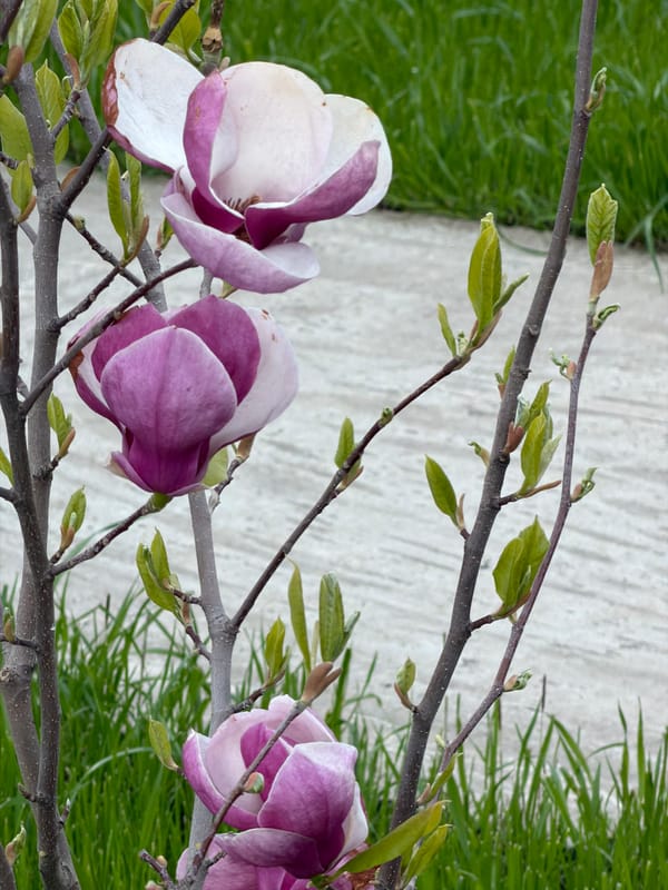 Spring magnolia blossoms documented in Rossiyskiy, Russia