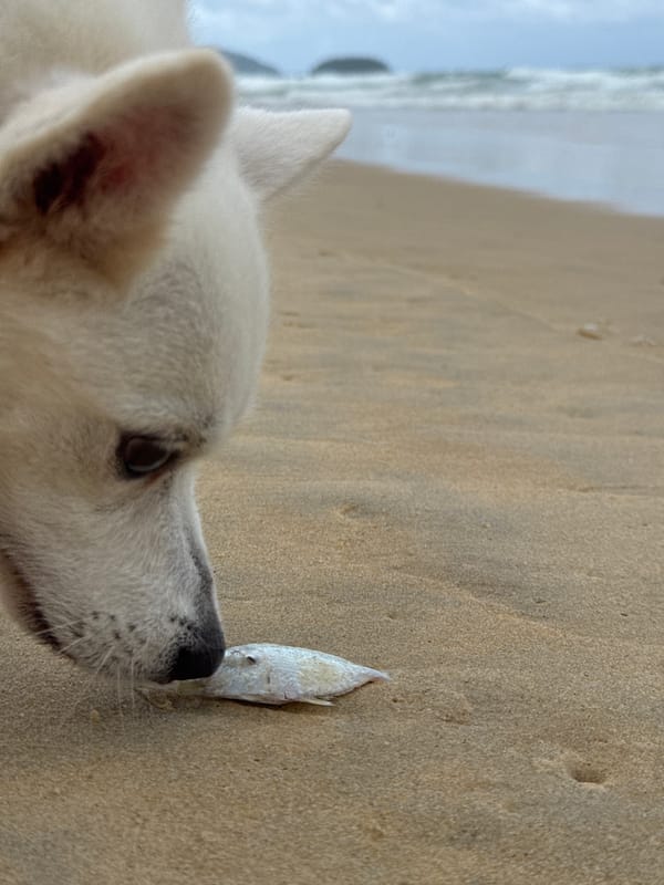 Beach dogs explore Karon shore, digging and sniffing a washed-up pufferfish