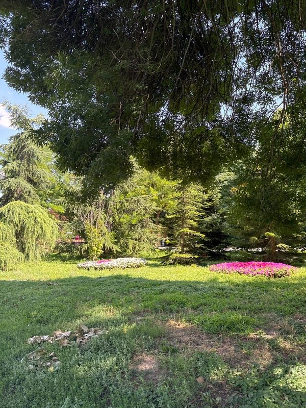 Sunny afternoon in a Yambol park — benches, birds, and dappled light