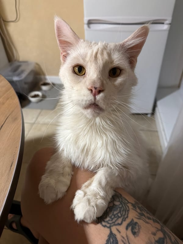 Tattooed person holds damp long-haired cat in Kazan