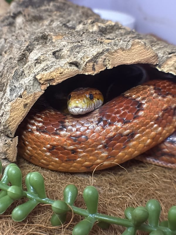 Lazy morning with pets: a dog, a snake, and a cat
