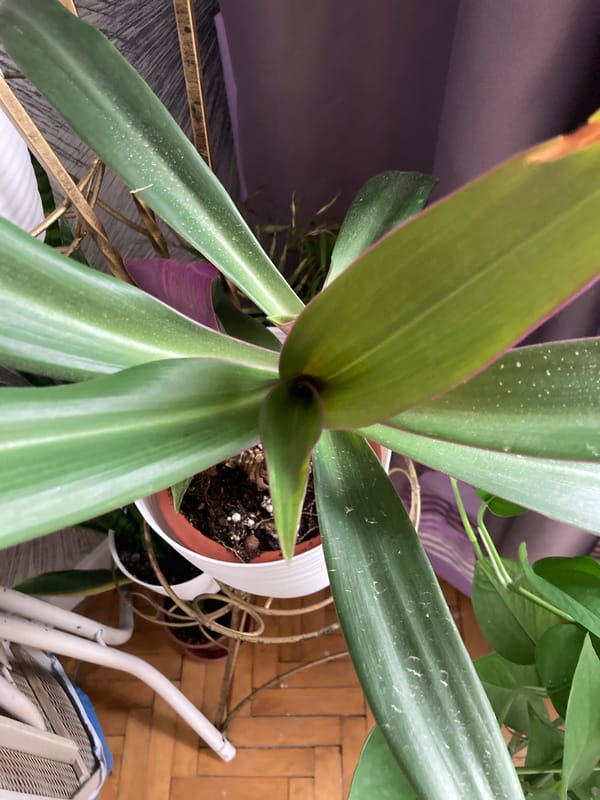 Houseplants and home aquarium life in Monino, Russia