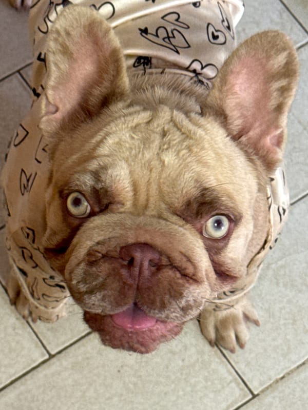 Morning at home with three French Bulldogs and fresh pastries