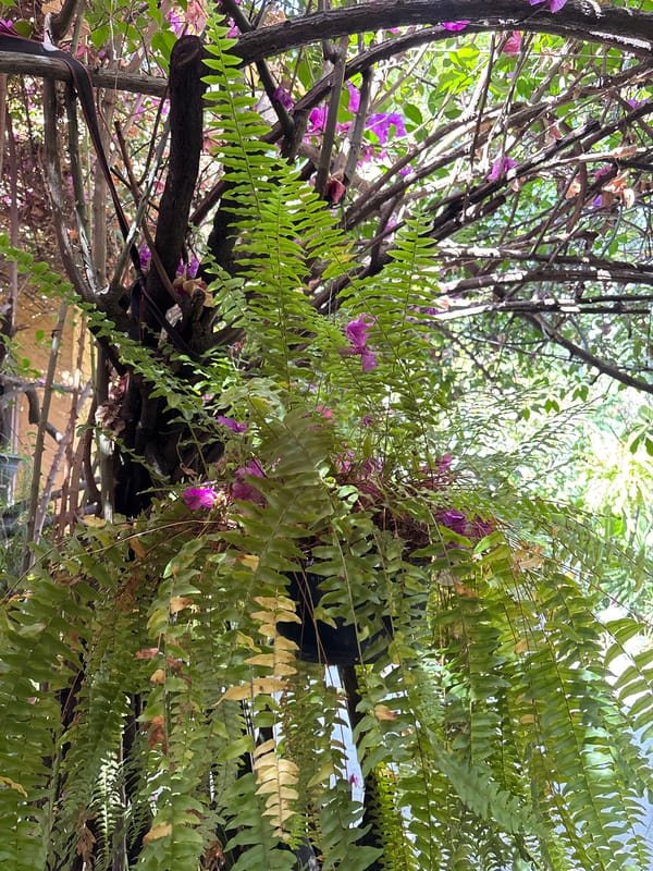 Garden scene with vibrant ferns documented in Mexico City
