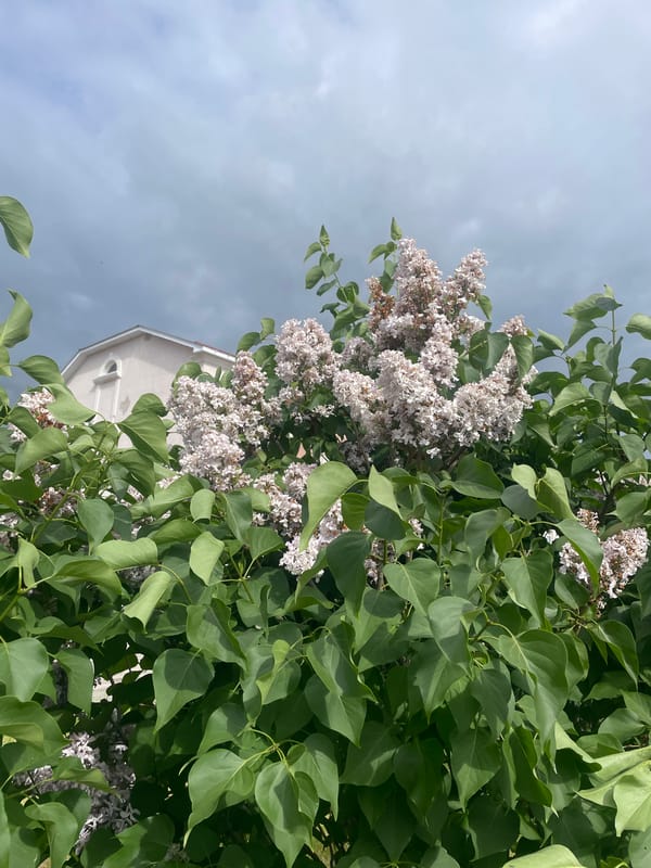 Lilac bush blooms in Russian village