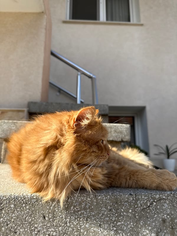 Cat and dog spotted in quiet moments in Berkovitsa