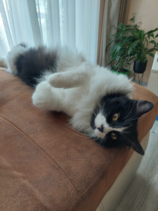 Cat rests on furniture in Plovdiv home