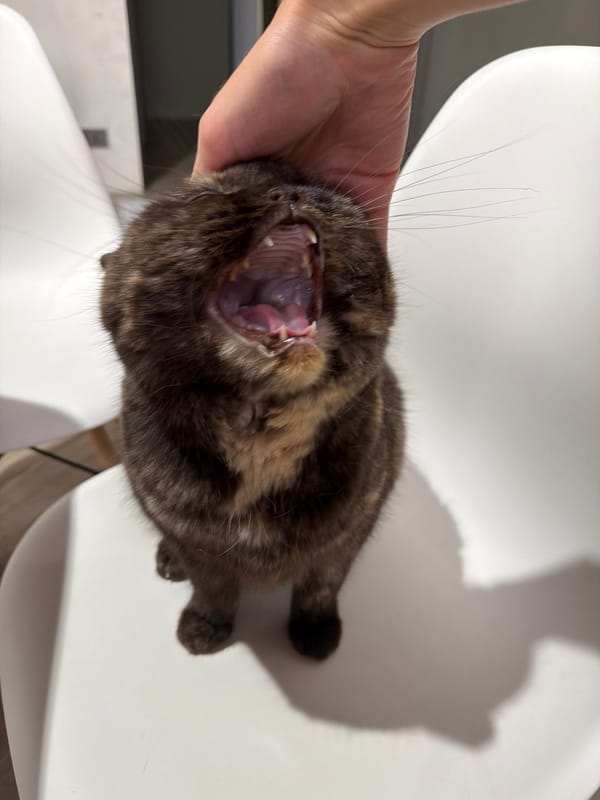 Cat receives affection from owner in Russian home