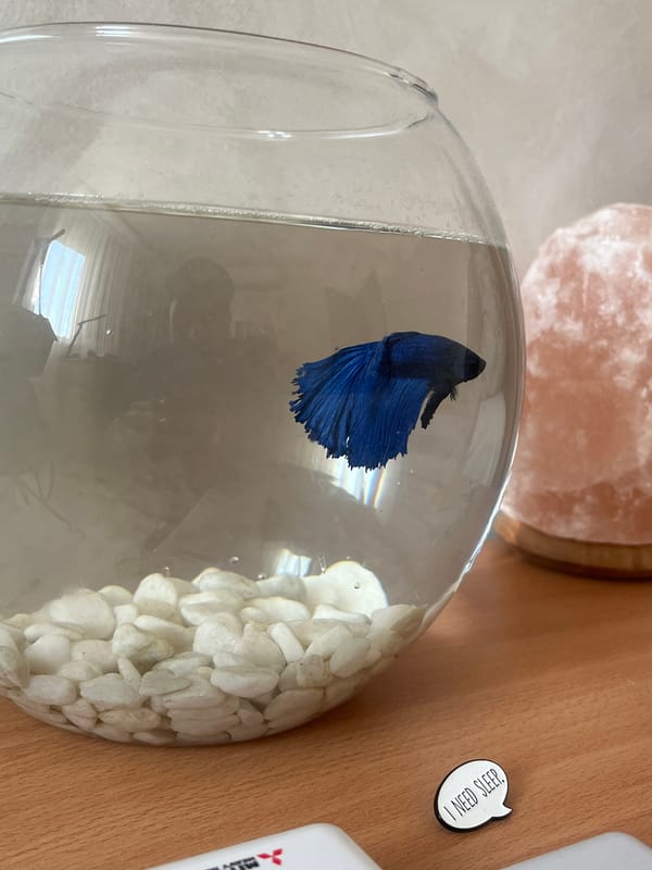 Blue Betta fish observed in decorated fishbowl setup in Bulgaria