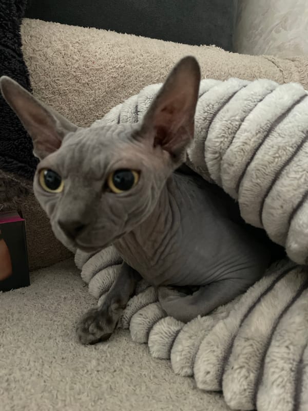 Cats observed resting and grooming in Krasnodar home