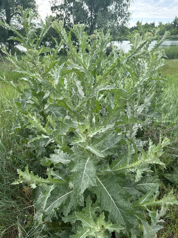 Morning botanical survey in Korobivka captures local plant life