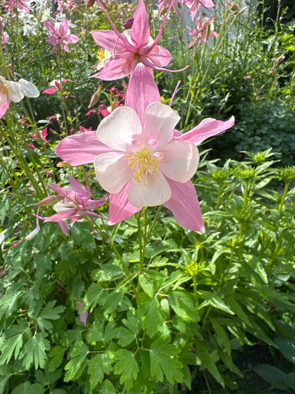 Morning garden blooms documented in Urazovo, Russia after rainfall