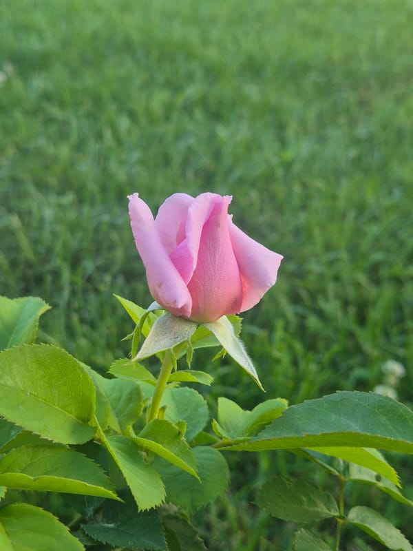 Pink roses and garden plants in close-up, Taldykorgan