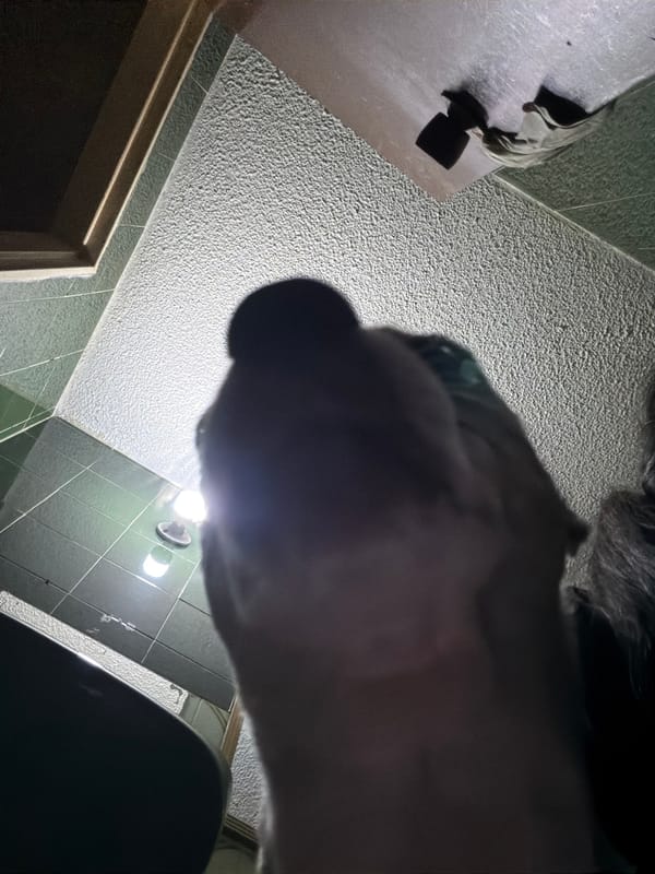 Pet sightings captured moments apart in Venezuelan homes