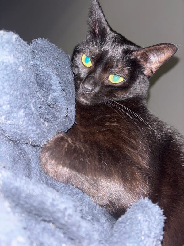 Cats resting on bedding captured in Mirandela homes