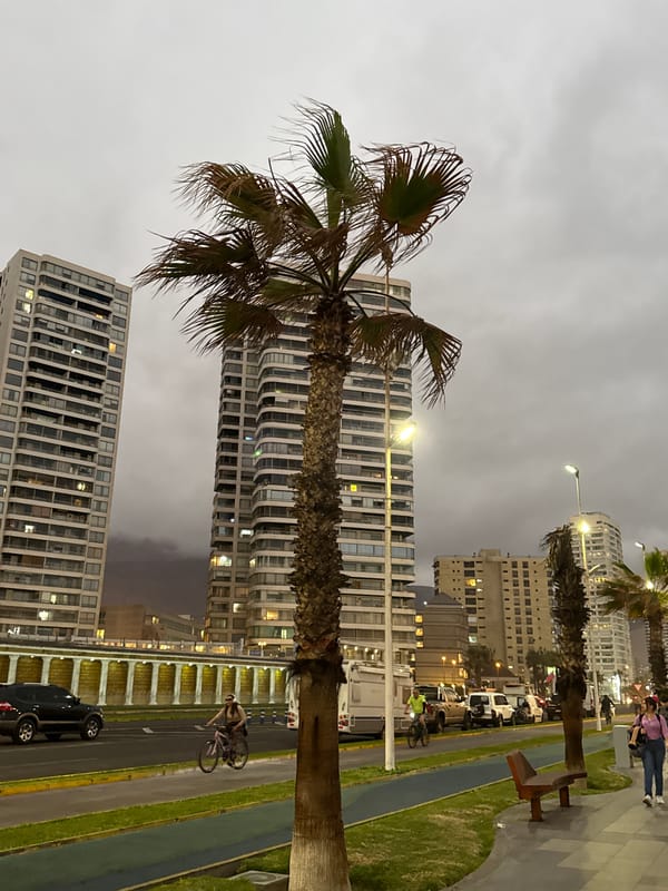 Iquique's palm-lined promenade at twilight