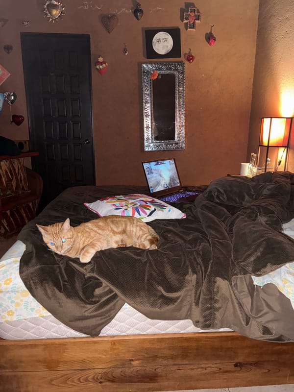 Morning cat activities documented in Cañada de Madero bedroom