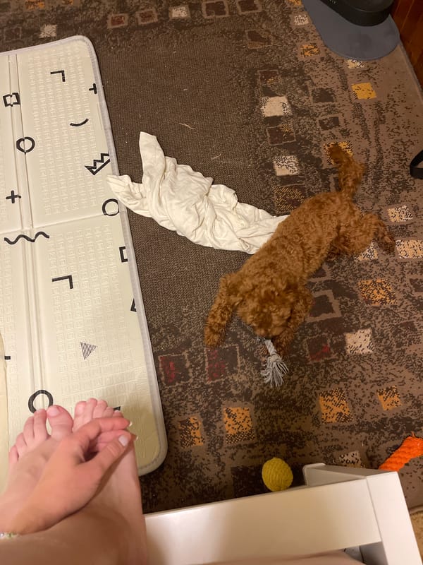 Sofia woman unboxes new phone during evening with pet dog