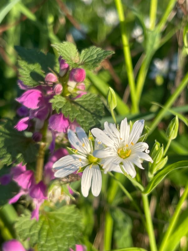 Spring wildflower blooms documented during nature walk in Zhigalki, Russia