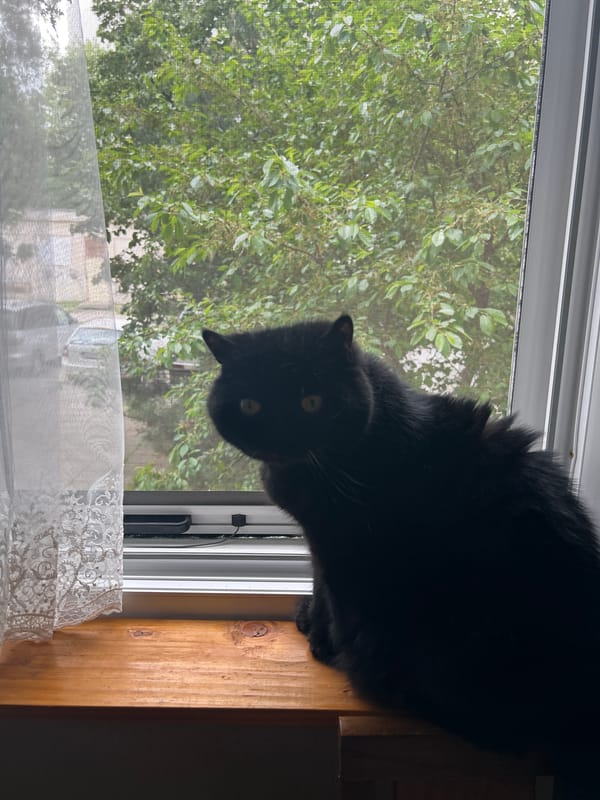 Black cat observed lounging on windowsill for over hour