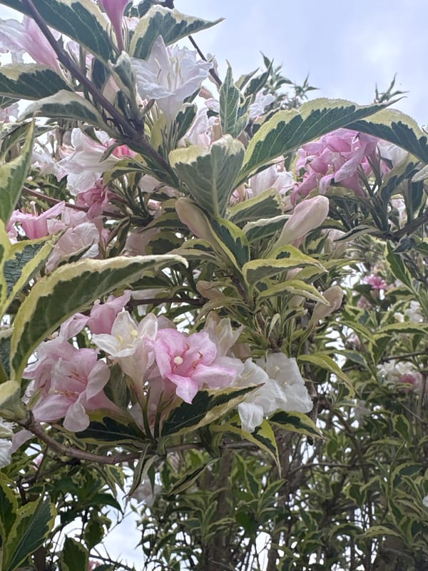 Spring garden flowers documented in 40-minute photography session