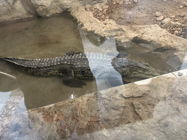 Visitors document diverse wildlife during afternoon at Sofia Zoo