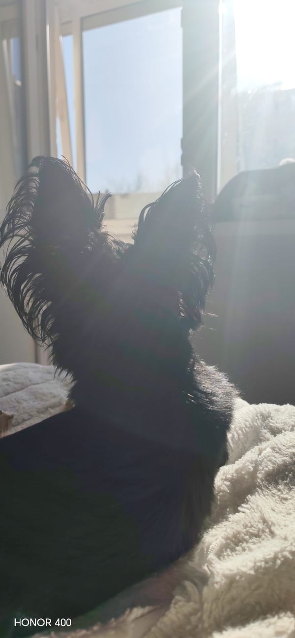 Everyday moments with pets and family documented in Noviy, Russia