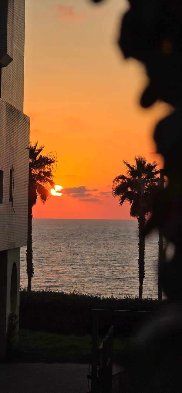Sunset hour in Bat Yam, palms, flowers, and a cat