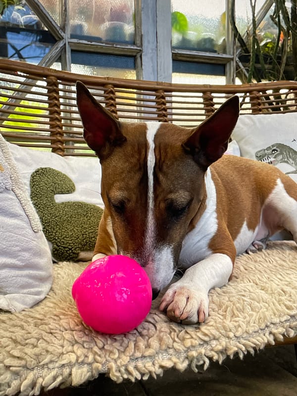 Bull Terrier rests with pink ball on indoor chair