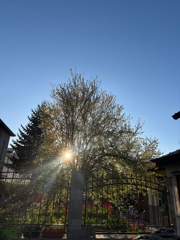 Sunlight streams through tree in Dimitrovgrad garden scene