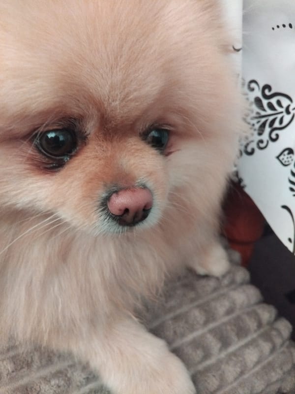 Pomeranian dog photographed resting on blanket in Apriltsi
