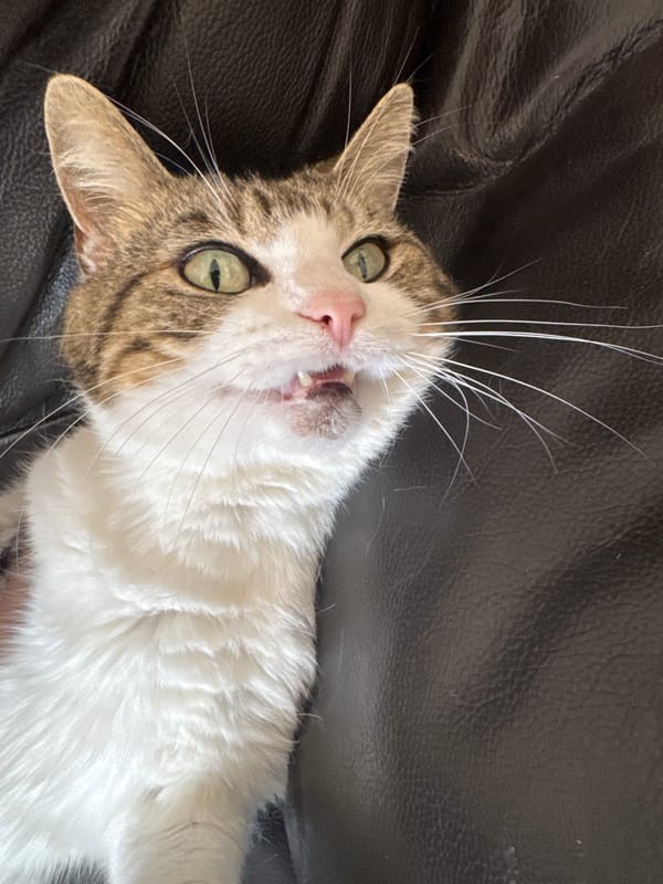 Cat photographed showing teeth on dark surface in Great Yarmouth