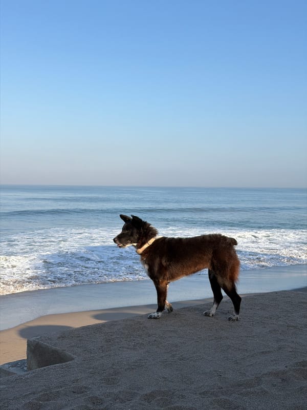 Lazy morning at a North Kuta beach: dogs, drinks, and offerings