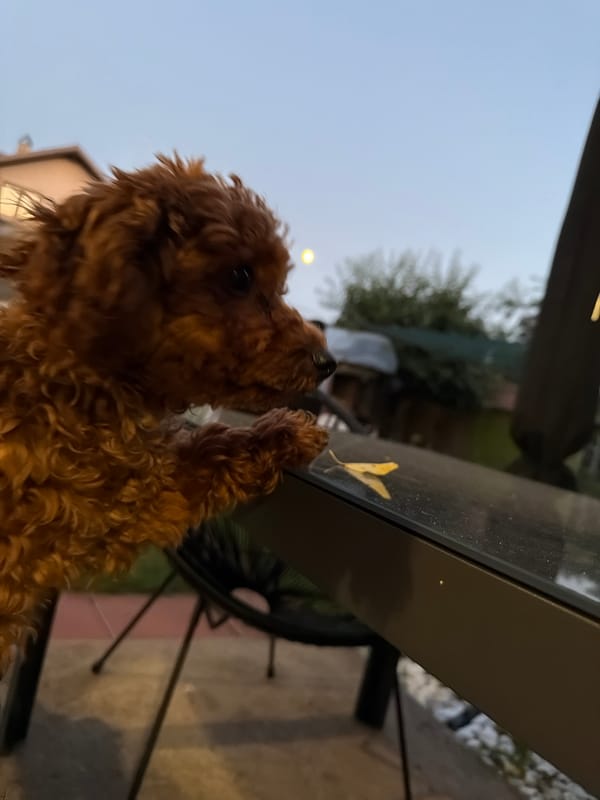 Pets, grilling, and a full moon in a Sofia backyard