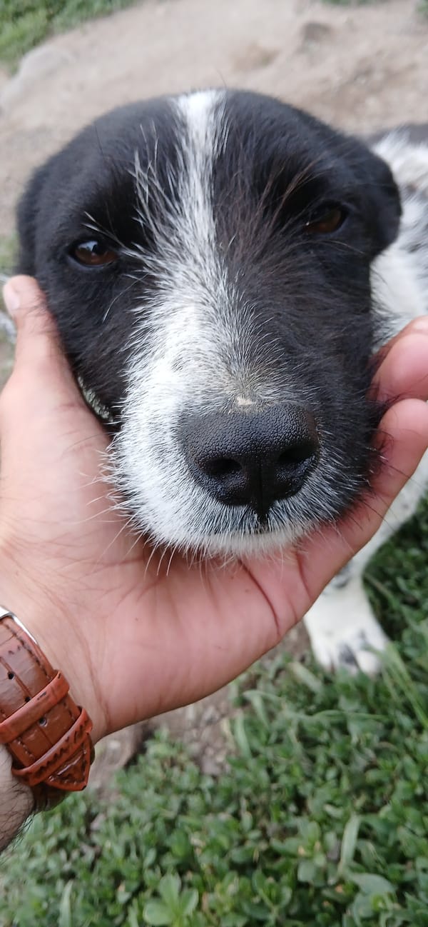 Quiet nature moments: dog petting, dandelion seeds, lilac blooms
