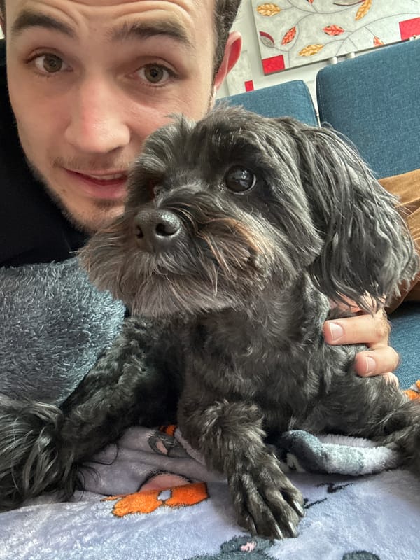 Man enjoys quiet evening playing with small dogs at home