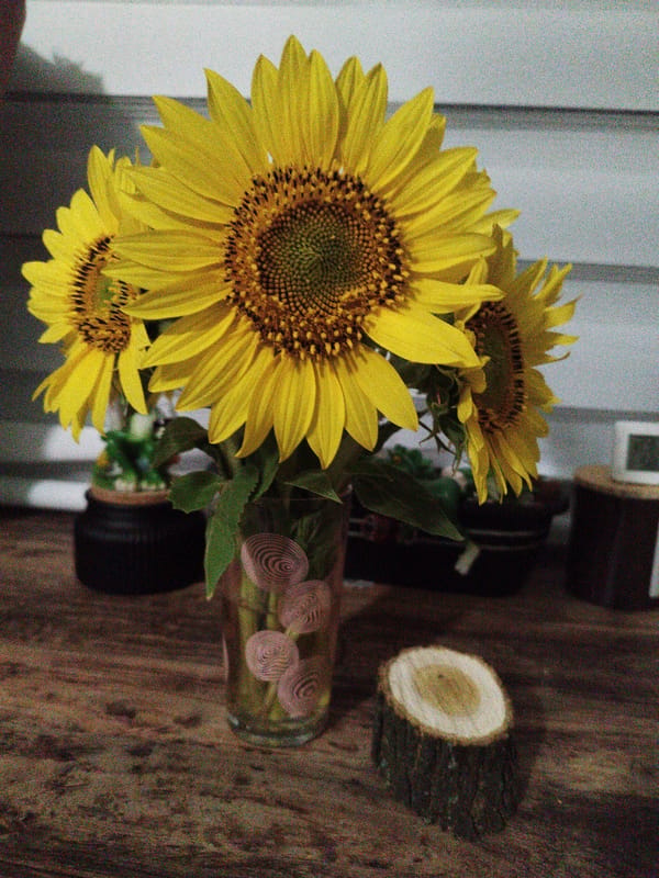 Sunflower still life, two lighting moods, Lozova
