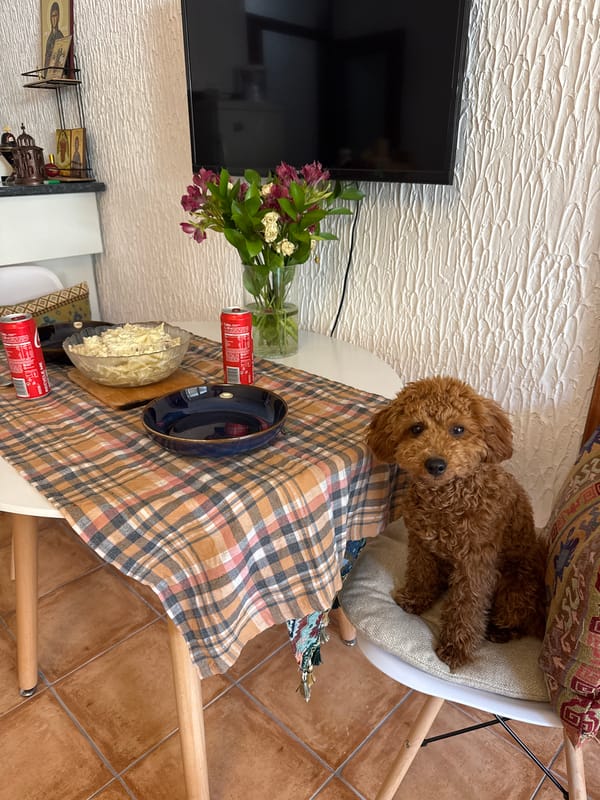 Brown poodle sits at dining table in Montenegro