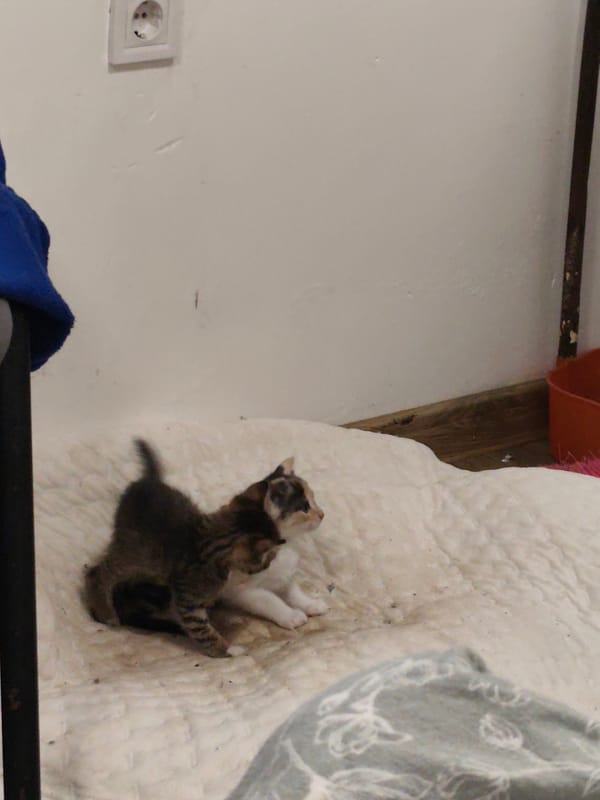 Domestic cat family documented in Bulgarian home setting