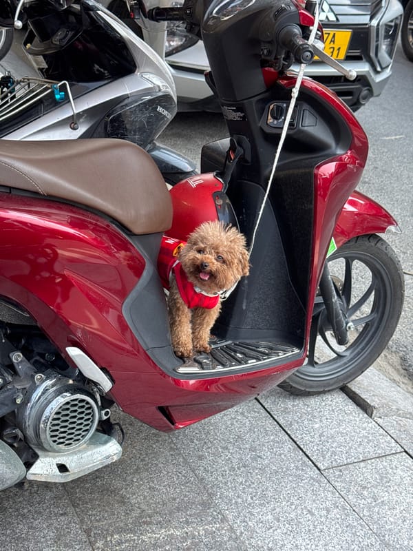 Poodle in Manchester United jersey rides scooter in Đà Nẵng