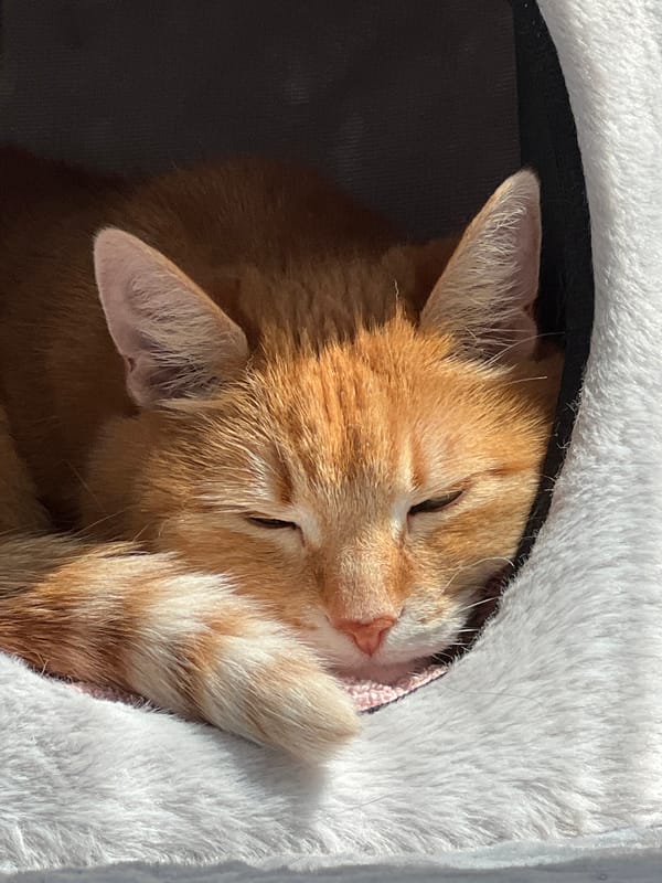 Orange tabby cat observed resting and grooming over morning hour